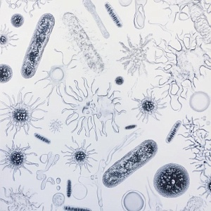 Эпидемиология (паразитология) -  288 ч.