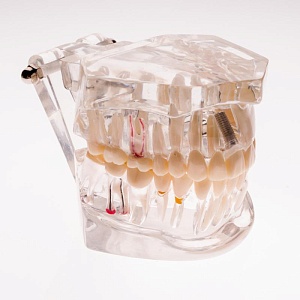 Стоматология ортопедическая - 576 ч. Стоматология ортопедическая - 576 ч.